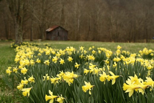Barn-wildflowers-spring-daffodil_-_West_Virginia_-_ForestWander