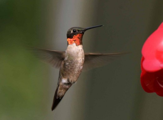17875-hummingbird-close-up-pv