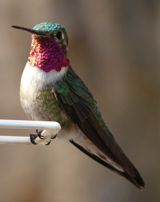 Male_Ruby-Throated_Hummingbird_1