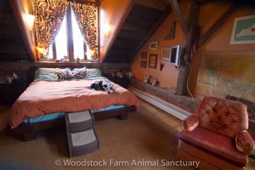 woodstock animal sanctuary6