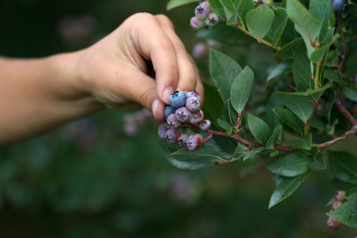 picking blueberries via wiki commons