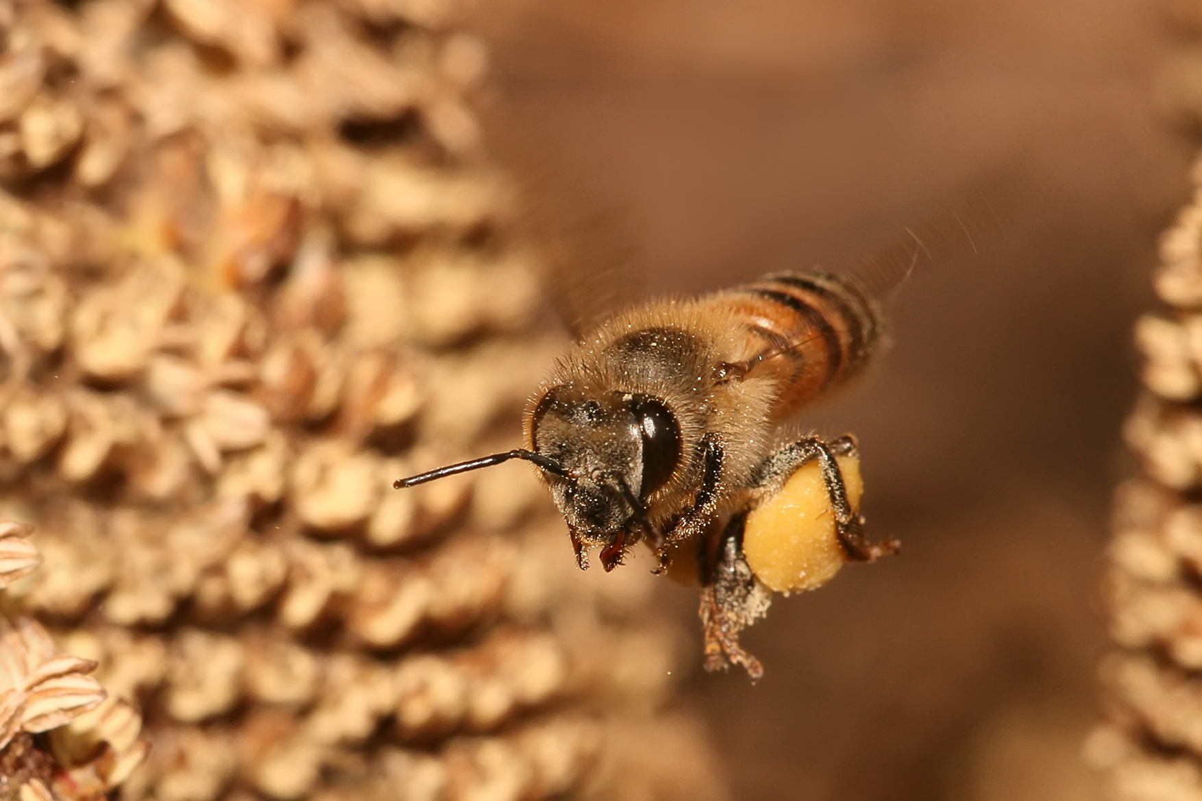 hudson valley beekeepers
